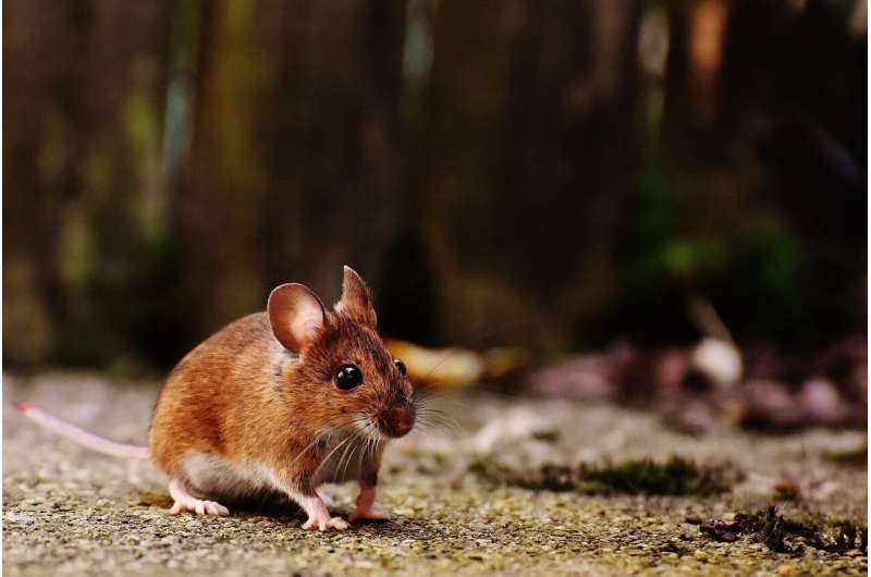 Credit: Pixabay/CC0 Public Domain mouse