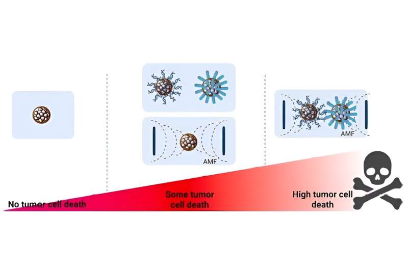 The combination of magnetic field nanoparticles and chemotherapy drugs achieves greater efficacy against cancer cells. Credit: Journal of Colloid and Interface Science (2024). DOI: 10.1016/j.jcis.2024.05.046 A combination of multicore magnetic nanoparticles and chemotherapy drugs achieves greater efficacy against cancer cells