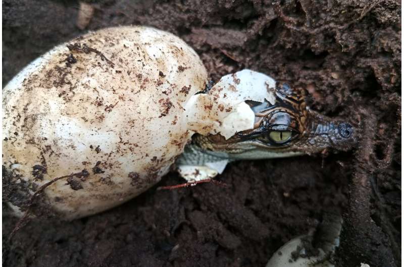 A group of 60 rare Siamese crocodiles have hatched in Cambodia, boosting hopes for one of the world's most endangered reptiles. A group of 60 rare Siamese crocodiles have hatched in Cambodia, boosting hopes for one of the world's most endangered reptiles