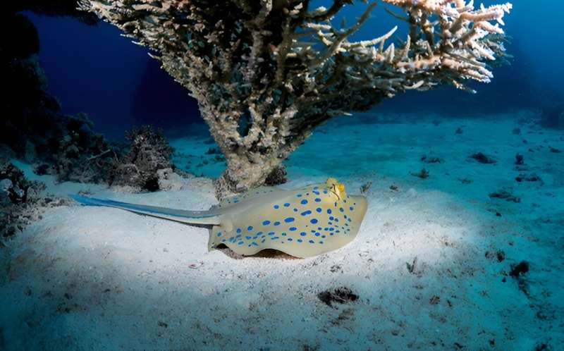 Bluespotted ribbontail ray. Credit: Morgan Bennet Smith A New Blue: Mysterious origin of the ribbontail ray's electric blue spots revealed