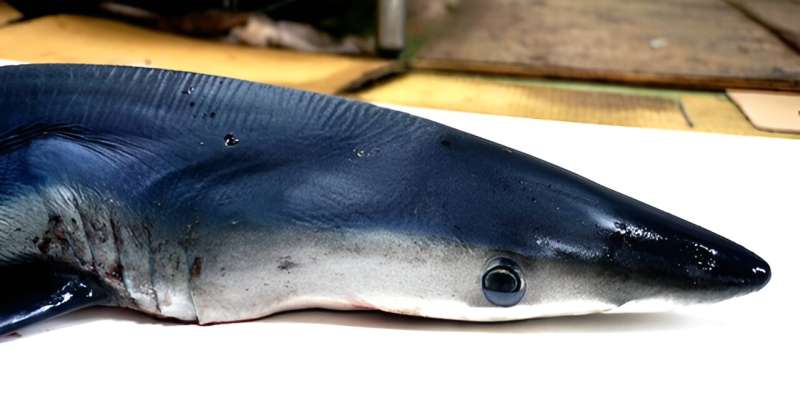 Blue shark. Credit: Viktoriia Kamska A New Blue: Mysterious origin of the ribbontail ray's electric blue spots revealed