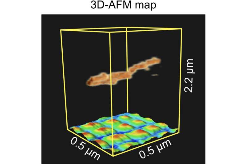 Three-dimensional atomic force microscopy (3D-AFM) map underlining its capability to image suspended flexible samples above a regular pattern of nano-sized dots. Credit: Small Methods (2024). DOI: 10.1002/smtd.202400287 Atomic force microscopy in 3D