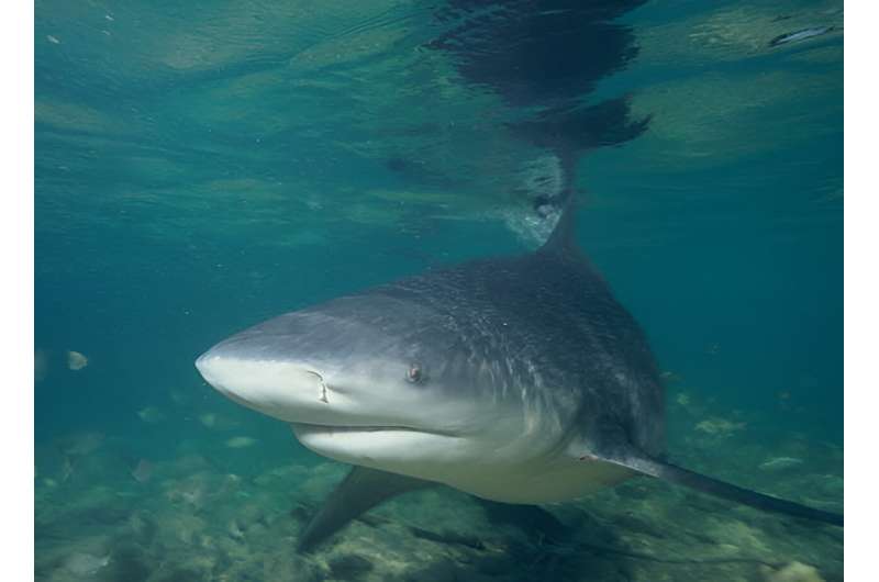 In 2012–2023, Texas reported seven shark bites, and Alabama reported two, none of them fatal, according to the International Shark Attack File. After white sharks and tiger sharks, bull sharks have had the most reported unprovoked shark attacks on humans globally. Credit: Albert Kok via Wikimedia Commons, CC BY-SA Baby bull sharks are thriving in Texas and Alabama bays as the Gulf of Mexico warms