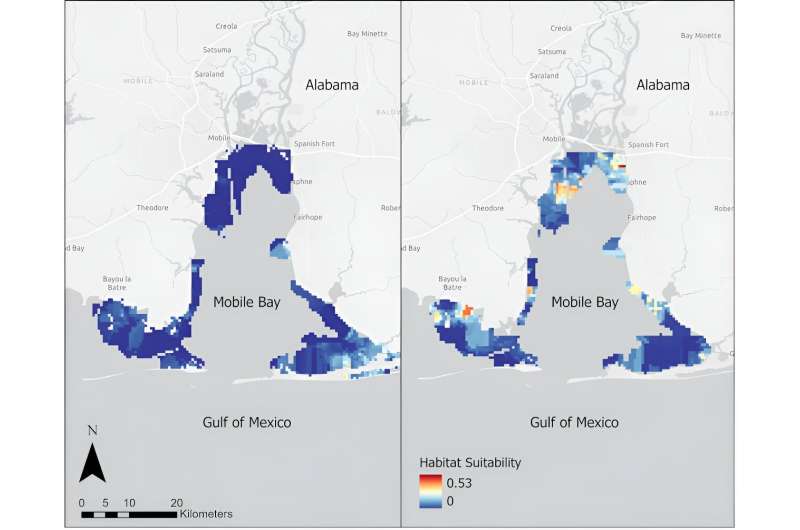 Two maps, from 2003 on the left and 2020 on the right, show how Mobile Bay’s habitat became more suitable for bull sharks over the two decades. Credit: Lindsay Mullins, et al., 2024 Baby bull sharks are thriving in Texas and Alabama bays as the Gulf of Mexico warms