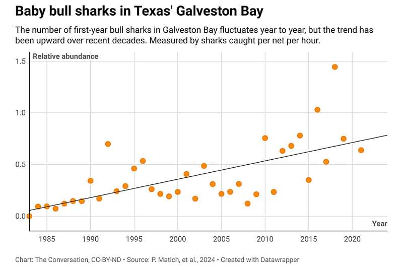 Credit: The Conversation Baby bull sharks are thriving in Texas and Alabama bays as the Gulf of Mexico warms