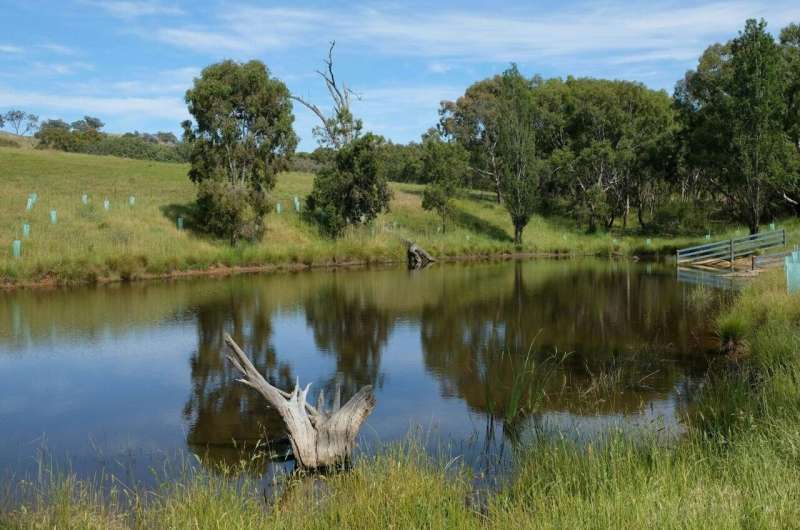 Enhanced farm dams (pictured) help mitigate the impacts of livestock and significantly improve water quality. Credit: Sustainable Farms/ANU Better dams offer major benefits to farmers and livestock