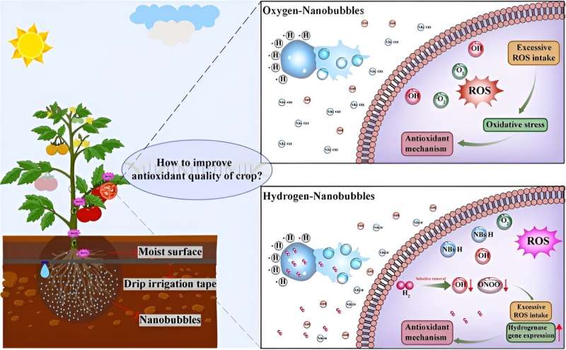 Conceptual figure explaining the impact of HNBs on the antioxidant quality of tomatoes. (i) ONBs may use the free radicals produced by bubble rupture to induce the antioxidant mechanism, and (ii) HNBs may promote the expression of genes, such as those encoding for hydrogenase, to increase the accumulation of natural antioxidants. Credit: Horticulture Research (2024). DOI: 10.1093/hr/uhae111 Bubbling with benefits: hydrogen nanobubbles boost tomato antioxidants