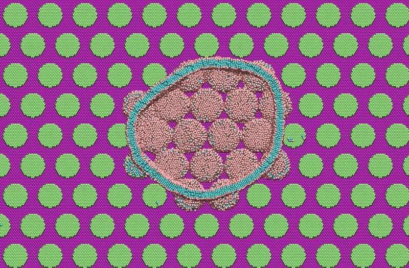 A computer simulation of the nanostructure of a cicada-wing-like surface. Parts of the lipid bilayer of a bacterial cell wall are interacting with the nanopillars. Credit: Jan-Michael Carrillo/ Oak Ridge National Laboratory By mimicking cicada wings, scientists are investigating new ways to keep patients safe