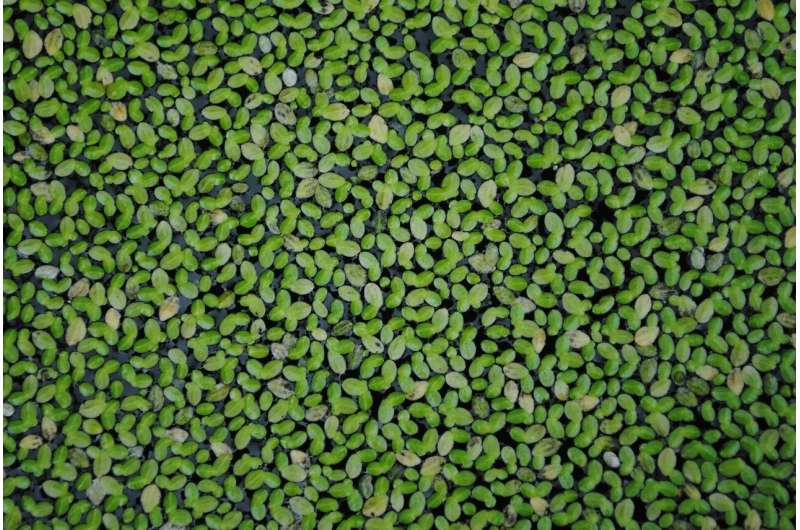 Credit: Pixabay/CC0 Public Domain duckweed