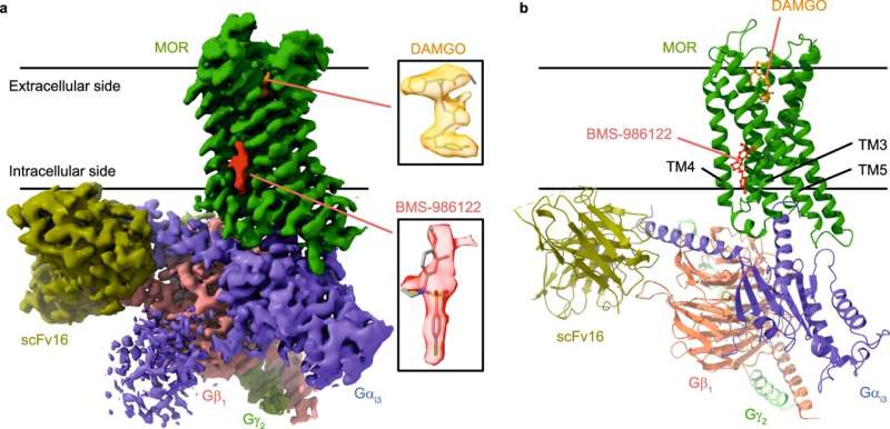 Overall structure of MOR in complex with a full agonist and an allosteric modulator. a) A cryo-EM density map of the MOR(DAMGO)-Gi-scFv16 complex in the presence of BMS-986122. Insets show expanded views of the DAMGO and BMS-986122 models and their corresponding density maps. b) The overall structure of the MOR(DAMGO)-Gi-scFv16 complex in the presence of BMS-986122. Credit: Nature Communications (2024). DOI: 10.1038/s41467-024-47792-6 Dynamic view of opioid receptor could refine pain relief