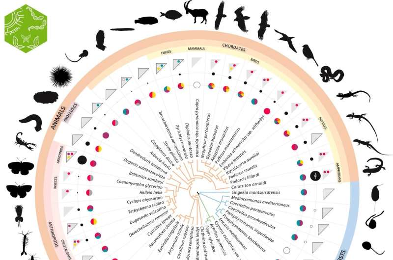 The Catalan Initiative for the Earth BioGenome Project (CBP) aims to prevent the loss of biodiversity and the extinction of living beings in a territory which is becoming more threatened by climate change. Credit: NAR Genomics and Bioinformatics (2024). DOI: 10.1093/nargab/lqae075 Earth BioGenome Project to sequence the genome of nearly 40,000 plant, animal and fungi species in Catalan-speaking territories