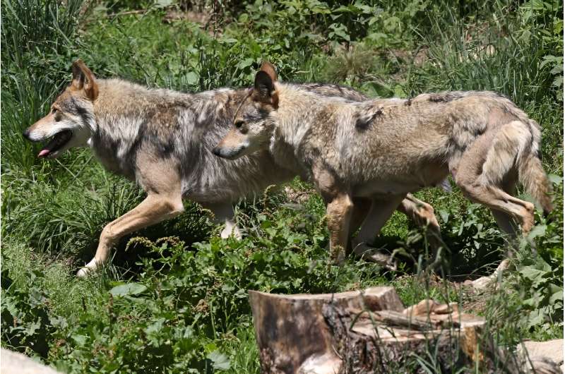 European grey wolves were pictured in 2015 in the Angles animal park in southwestern France. European grey wolves were pictured in 2015 in the Angles animal park in southwestern France
