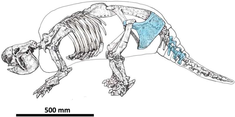 Drawing of a Neosclerocalyptus skeleton highlighting cut-marked skeletal elements in light blue found at the CRS-10 specimen. Credit: Del Papa et al., 2024, PLOS ONE, CC-BY 4.0 (creativecommons.org/licenses/by/4.0/) Evidence for butchery of giant armadillo-like mammals in Argentina 21,000 years ago