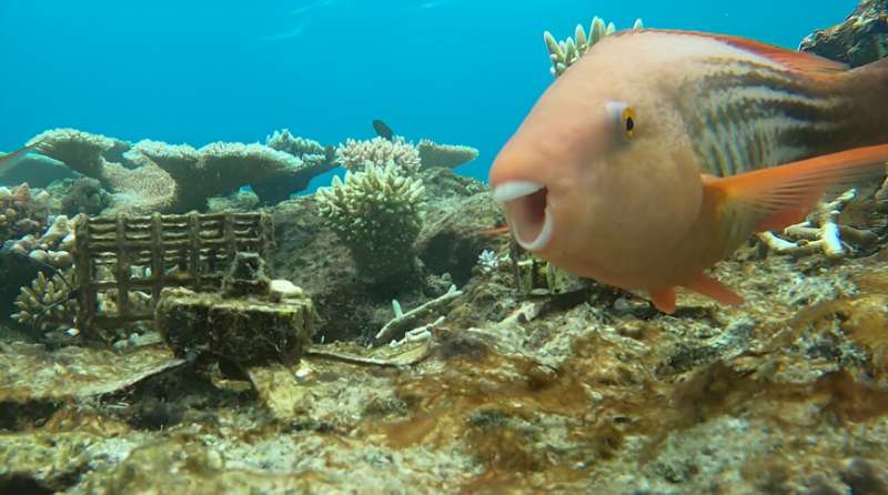 A parrot fish swims towards the camera, while in the background is a coral seeding device covered in a layer of algae. Credit: Taylor Whitman Fish barriers may aid baby corals in reef recovery