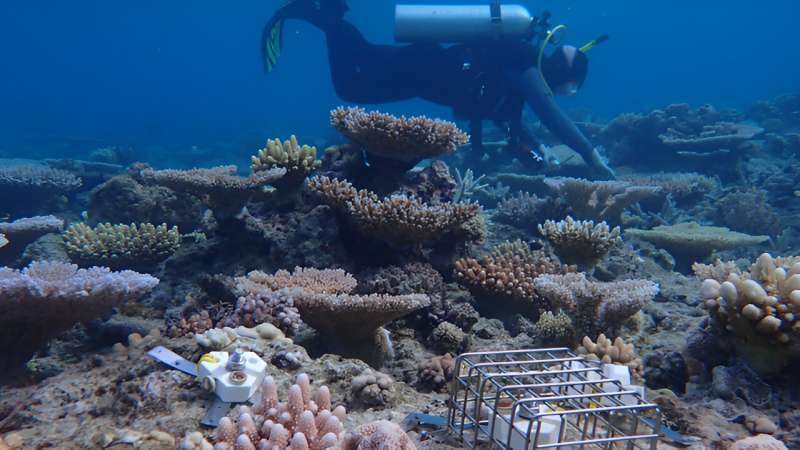 Different device designs are tested on the Great Barrier Reef to see which offers the most protection to baby corals growing on them. Credit: Carrie Sims Fish barriers may aid baby corals in reef recovery