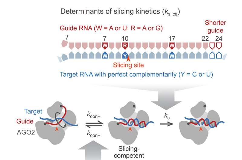 Graphical abstract. Credit: Molecular Cell (2024). DOI: 10.1016/j.molcel.2024.06.026 Gene silencing tool has a need for speed