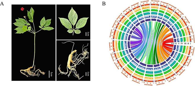 The morphological and genomic landscape of Panax ginseng. A Overview of the morphological characteristics of P. ginseng. B Genomic features of P. ginseng: circos plot from the outer to the inner circle represents chromosome-scale pseudochromosomes, blue circles indicate telomeres, green circles indicate centromeres (I), Copia density (II), Gypsy density (III), TE density (IV), gene density (V), GC content (VI), gene colinearity connected by curved lines (VII). Credit: Horticulture Research (2024). DOI: 10.1093/hr/uhae107 Ginseng's full genome sequenced: unraveling the roots of a medicinal marvel