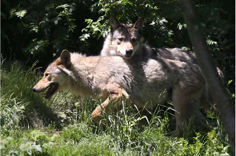Gray wolves were virtually exterminated in Europe a century ago but now, thanks to conservation efforts, numbers have rebounded. Gray wolves were virtually exterminated in Europe a century ago but now, thanks to conservation efforts, numbers have rebonded