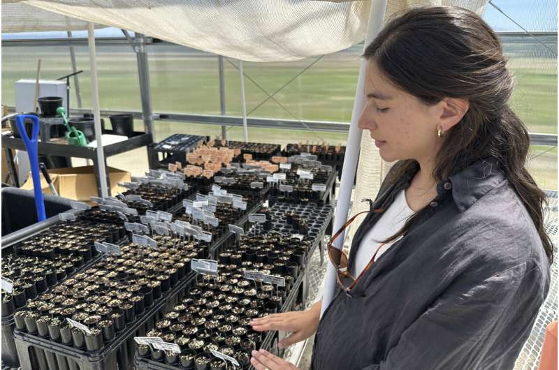 Botanist Florencia Peredo Ovalle works in her greenhouse in Gardnerville, Nevada, Tuesday, May 21, 2024. Ovalle, who works for mining company Ioneer, cares for specimens of Tiehm's buckwheat as part of an experiment aimed at helping to keep the extremely rare desert plant from going extinct while still allowing the company to dig for lithium on land where it grows. Credit: AP Photo/Scott Sonner Green agendas clash in Nevada as company grows rare plant to help it survive effects of a mine