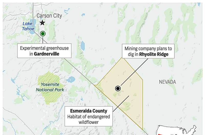 The map above shows the locations of a mining site that is threatening an endangered desert wildflower in Nevada. Credit: AP GRAPHIC Green agendas clash in Nevada as company grows rare plant to help it survive effects of a mine