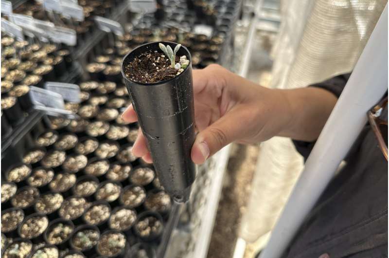Botanist Florencia Peredo Ovalle holds a sample of Tiehm's buckwheat in her greenhouse in Gardnerville, Nevada, Tuesday, May 21, 2024. Ovalle, who works for mining company Ioneer, cares for specimens of the extremely rare desert plant as part of an experiment aimed at helping to keep it from going extinct while still allowing the company to dig for lithium on land where it grows. Credit: AP Photo/Scott Sonner Green agendas clash in Nevada as company grows rare plant to help it survive effects of a mine