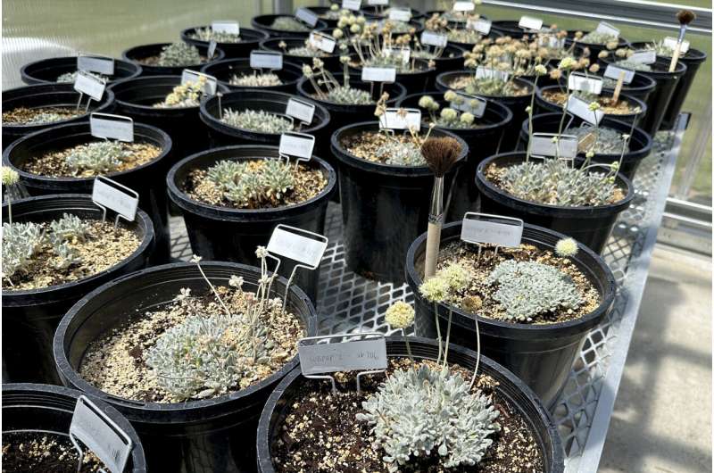 Tiehm's buckwheat grows in a greenhouse in Gardnerville, Nevada, Tuesday, May 21, 2024. The endangered desert wildflower stands in the way of a mining company's plans to dig for lithium to help speed production of batteries for electric cars and other green energy projects. Credit: AP Photo/Scott Sonner Green agendas clash in Nevada as company grows rare plant to help it survive effects of a mine
