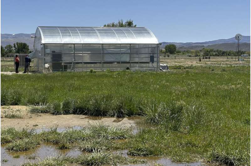 A greenhouse used to grow Tiehm's buckwheat is shown in Gardnerville, Nevada, Tuesday, May 21, 2024. The endangered desert wildflower stands in the way of a mining company's plans to dig for lithium to help speed production of batteries for electric cars and other green energy projects. Credit: AP Photo/Scott Sonner Green agendas clash in Nevada as company grows rare plant to help it survive effects of a mine