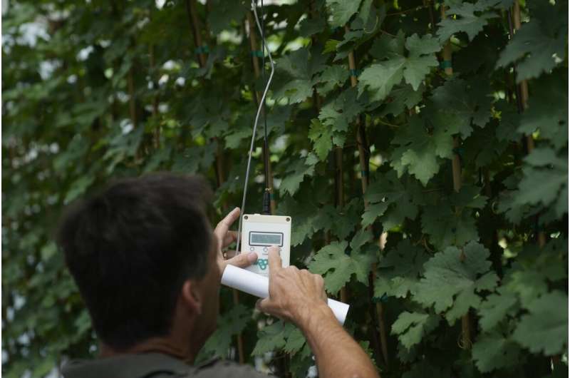 Bill Werner, Lead Greenhouse Manager of the College of Agricultural and Environmental Sciences at the University of California, Davis, points toward the temperature in a greenhouse at the Core Greenhouse Complex on the campus in Davis, Calif., Monday, May 20, 2024. Credit: AP Photo/Jeff Chiu Greenhouses are becoming more popular, but there's little research on how to protect workers