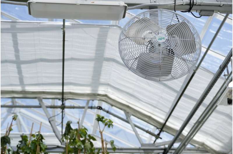 A fan hangs above plants growing in a greenhouse at the Core Greenhouse Complex on the University of California, Davis, campus in Davis, Calif., Monday, May 20, 2024. Credit: AP Photo/Jeff Chiu Greenhouses are becoming more popular, but there's little research on how to protect workers