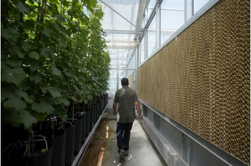 Bill Werner, Lead Greenhouse Manager of the College of Agricultural and Environmental Sciences at the University of California, Davis, walks between plants and evaporative cooling pads in a greenhouse at the Core Greenhouse Complex on the campus in Davis, Calif., Monday, May 20, 2024. Credit: AP Photo/Jeff Chiu Greenhouses are becoming more popular, but there's little research on how to protect workers