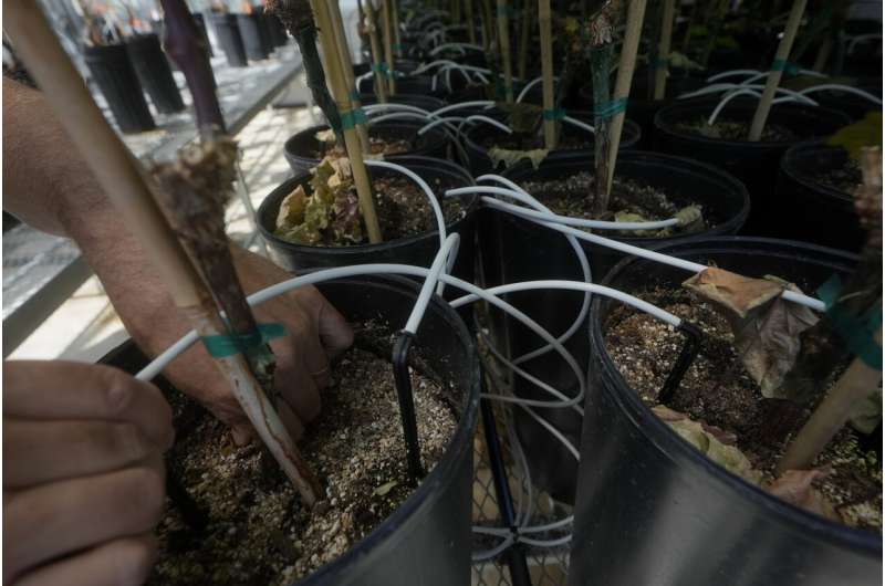 Bill Werner, Lead Greenhouse Manager of the College of Agricultural and Environmental Sciences at the University of California, Davis, shows drip irrigation tubes used for plants in a greenhouse at the Core Greenhouse Complex on the campus in Davis, Calif., Monday, May 20, 2024. Credit: AP Photo/Jeff Chiu Greenhouses are becoming more popular, but there's little research on how to protect workers