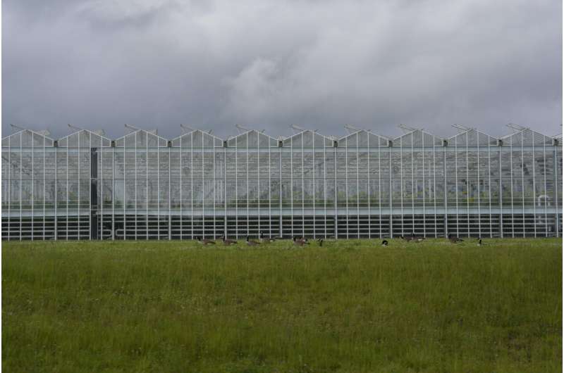 Geese walk near a greenhouse in Morehead, Ky., formerly operated by AppHarvest, Wednesday, June 5, 2024. AppHarvest employees say they saw colleagues carried out on makeshift stretchers due to heat, and dozens more helped outside on others' shoulders. Credit: AP Photo/Joshua A. Bickel Greenhouses are becoming more popular, but there's little research on how to protect workers