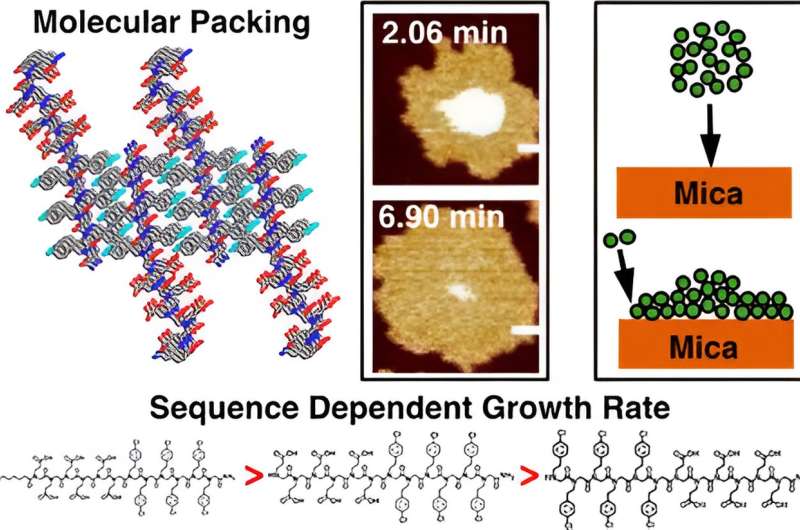 Graphical abstract. Credit: ACS Nano (2024). DOI: 10.1021/acsnano.3c10810 Influence of peptoid sequence on the mechanisms and kinetics of 2D assembly