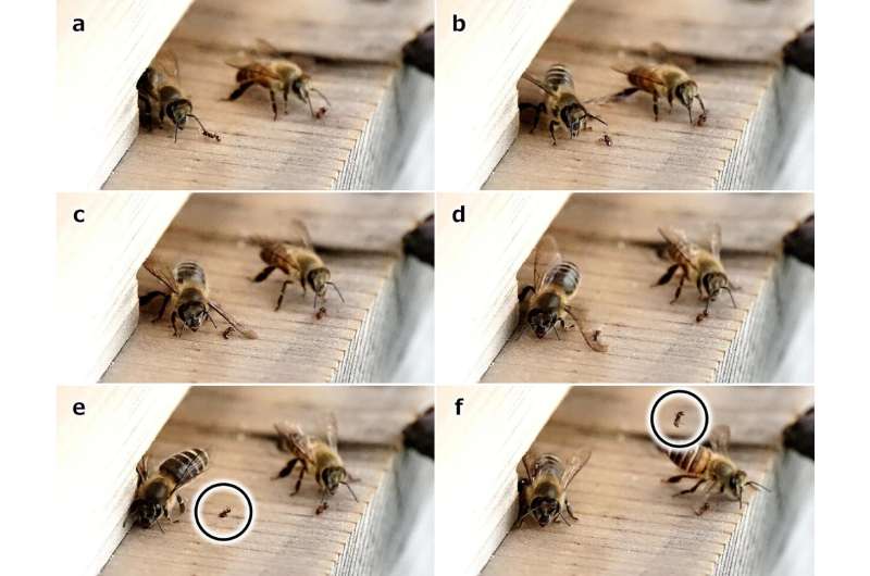 Series of photographs of a guard bee of the Japanese honey bee Apis cerana japonica (left) wing-slapping a Japanese pavement ant Tetramorium tsushimae. The bee on the left side of the photograph positions its body toward the ant (a, b). The bee then rotates its body while flapping its wings to slap the ant (c, d). The slapped ant is flicked away (e, f). Incidentally, the bee on the right positions its body toward another ant in (c–e), then rotates its body and is halfway through slapping the ant in (f). Credit: Ecology (2024). DOI: 10.1002/ecy.4372 Japanese honeybees slap nest-invading ants with their wings to knock them away