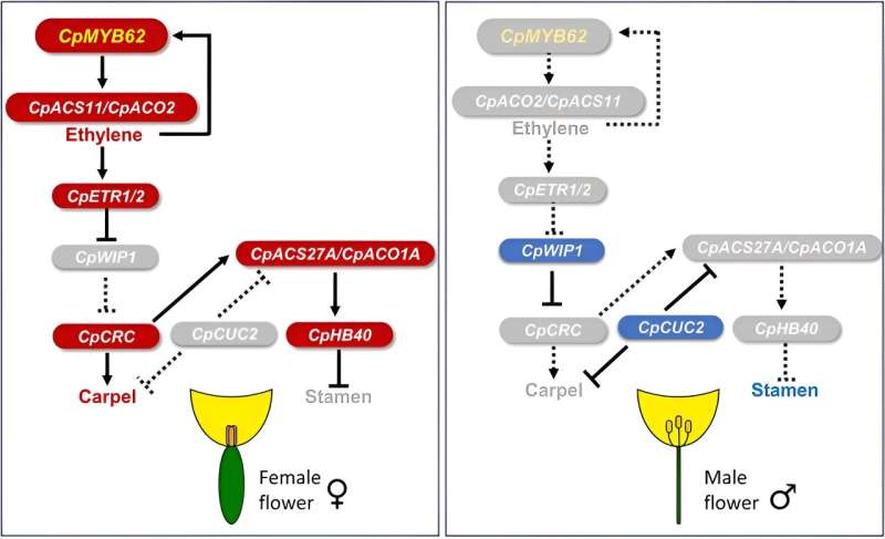Gene network controlling the specification and development of female and male flowers in cucurbits. Credit: Horticulture Research (2024). DOI: 10.1093/hr/uhae115 Nature's gender reveal: key gene controls female flowers in Cucurbita pepo