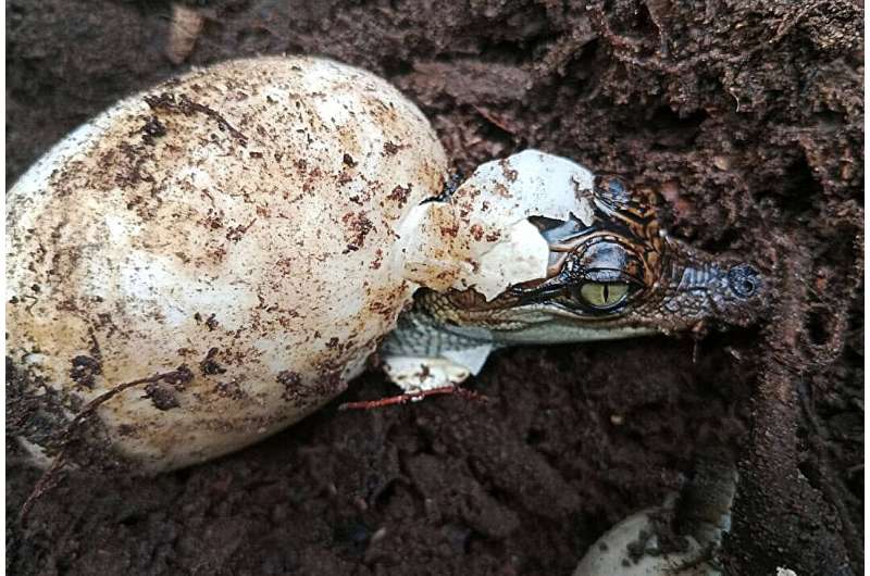 Siamese crocodile hatching. Credit: Bros Pov / Fauna & Flora New hope for critically endangered Siamese crocodile