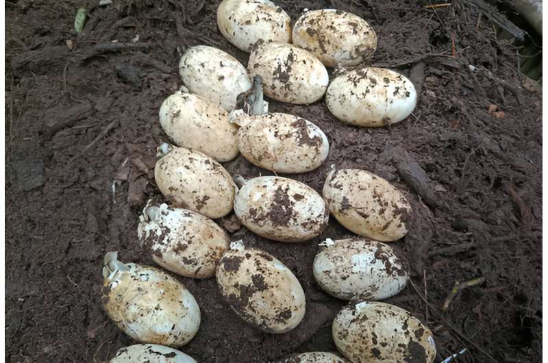Siamese crocodile hatchlings emerging from their eggs. Credit: Fauna & Flora New hope for critically endangered Siamese crocodile