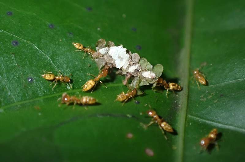 Myrmelachista ants, which excavate nesting cavities in living tree stems, keep understory leaves free of debris and pathogens. Credit: Rodolfo Probst, University of Utah Of ants and trees: 'Evolutionary déjà' in the tropical rainforest