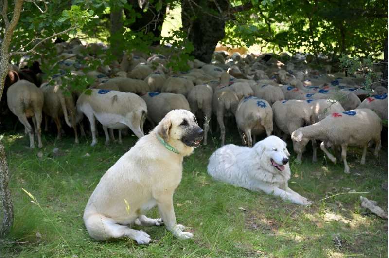 Our current dogs are descended from populations of wolves. Our current dogs are descended from populations of wolves