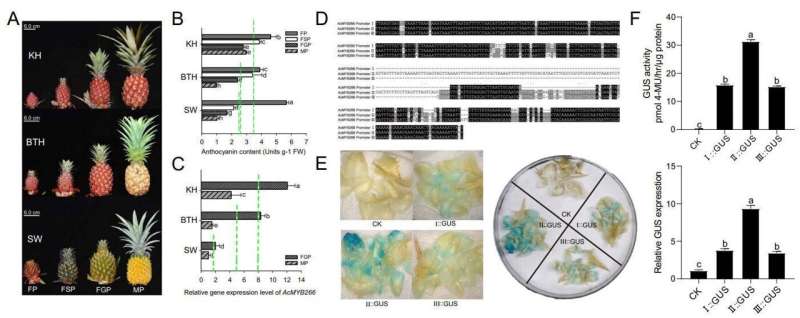 Anthocyanin accumulation types in fruit peel of representative pineapple varieties and the corresponding AcMYB266 promoter activation ability. Credit: Horticulture Research (2024). DOI: 10.1093/hr/uhae116 Pineapple peel's red secret: scientists uncover the molecular mechanism behind its color