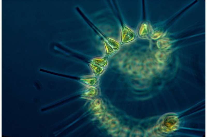 Credit: CC0 Public Domain plankton