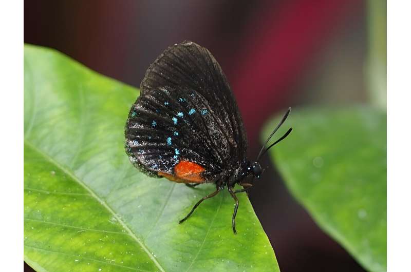 Eumaeus atala. Credit: Wikimedia Commons Nosferattus Creative Commons CC0 1.0 Universal Public Domain Dedication. Rare butterfly is behind ‘mass destruction’ on rare Miami plants: Can both be protected?