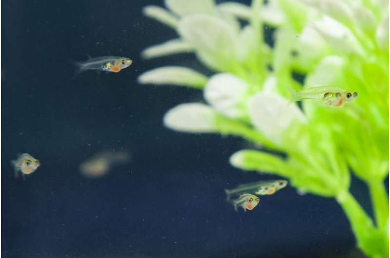 A new study by UC San Diego neurobiologists found that glassfish depend on their sense of vision to coordinate social swimming behavior in schools. Credit: Lisanne Schulze, UC San Diego Researchers identify brain circuits tied to the behavior of schooling fish