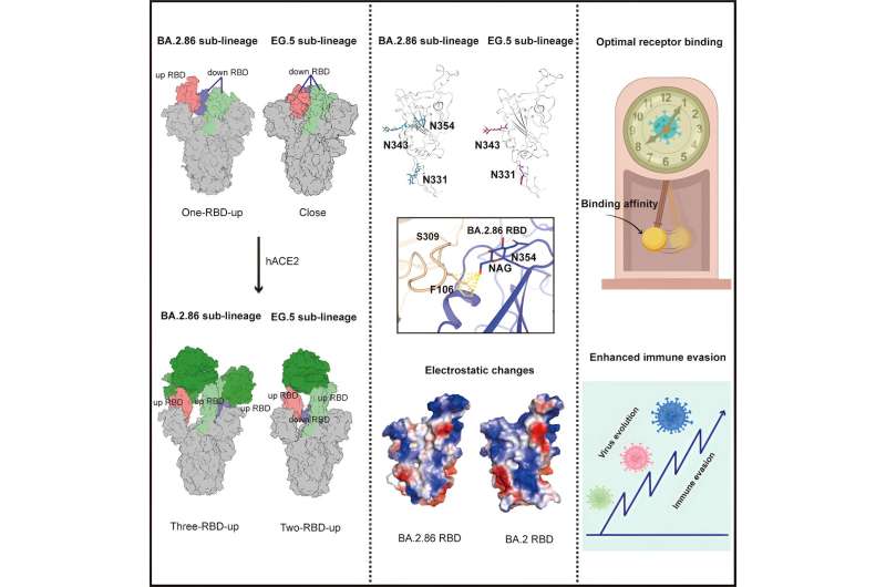 Graphical abstract. Credit: Structure (2024). DOI: 10.1016/j.str.2024.06.012 Researchers identify structural characteristics of newly emerged SARS-CoV-2 variants