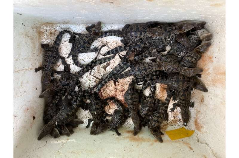 Researchers say there are approximately 1,000 Siamese crocodiles worldwide, including around 300 individuals in the wild in Cambodia. Researchers say there are approximately 1,000 Siamese crocodiles worldwide, including around 300 individuals in the wild in Cambodia