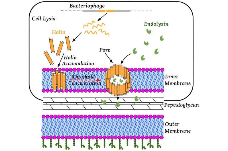 The researchers proposed that randomly determined coupling between these biophysical and biochemical processes leads to noise cancellation, enabling precise timing. Credit: Rice University Rice researchers unveil secrets behind viral precision