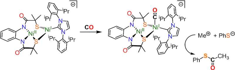 When the ACS enzyme is exposed to carbon monoxide it makes acetyl Co-A, a molecule essential for all living beings. The team's active site was model was able to accurately replicate this. Credit: Journal of the American Chemical Society (2024). DOI: 10.1021/jacs.4c06241 Scientists replicate enzyme that captures carbon