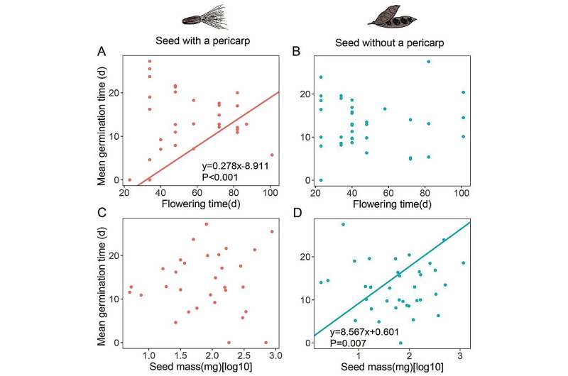 The mean germination time (in days) in relationship to flowering time (in days; a, b) and seed mass (in milligrams; c, d) of seeds with a pericarp (red) and seeds without a pericarp (blue). Credit: WBG Seeds with and without pericarps adopt distinct germination strategies