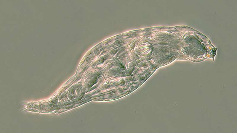 This rotifer has just survived a life-threatening infection. When a fungal disease attacked, she switched on hundreds of genes that her ancestors copied from microbes, including antibiotic recipes stolen from bacteria. Notes: This animal is about a quarter of a millimeter long and belongs to the species Adineta ricciae. It has two red eyes on its head. Credit: C. G. Wilson 2019 Small animals acquire genes from bacteria that can produce antibiotics