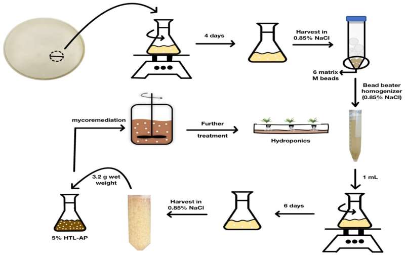 A visual depiction of the process of transforming mycelial suspension and the generation of fungal pellets. Credit: Agriculture (2024). DOI: 10.3390/agriculture14040580 Studies explore converting wastewater to fertilizer with fungal treatment